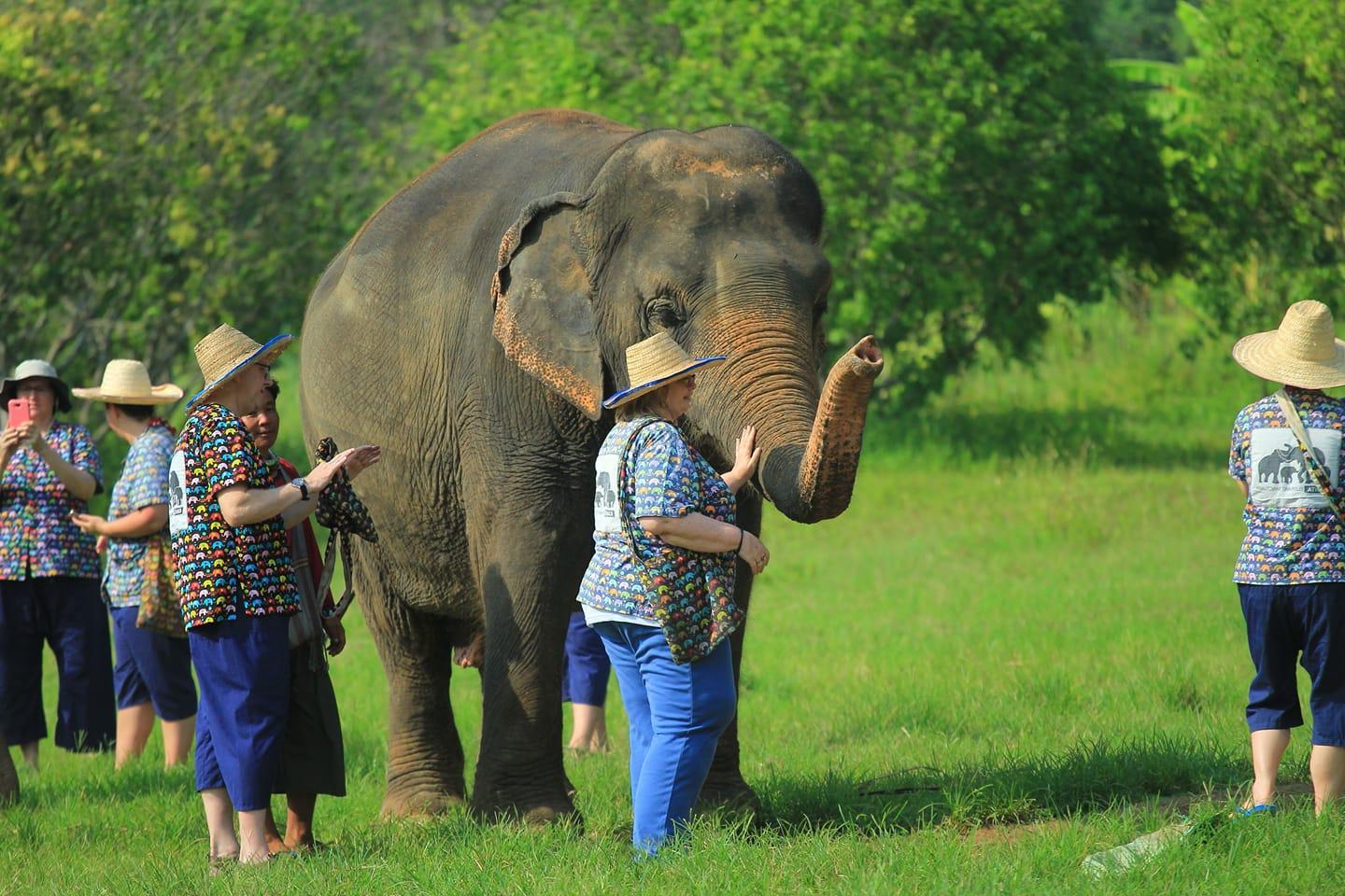 一群6人戴着草帽，穿着轻便的衣服，站在一头大象旁边. 中间的女人正在抚摸大象的鼻子.